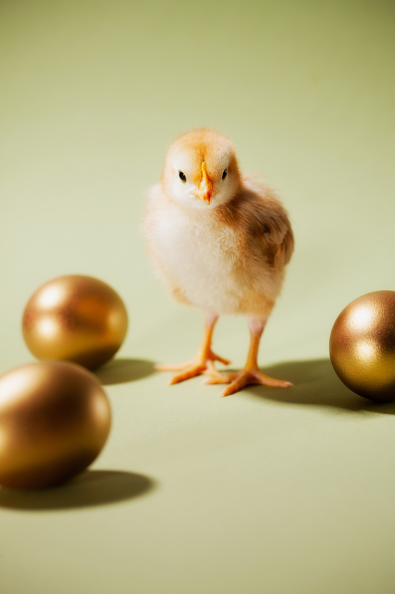Chicks: Baby Chick Walks Among Golden Eggs