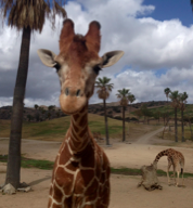 zoo